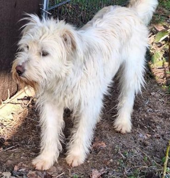 EMMELIE -tolle, menschenbezogene Hündin-