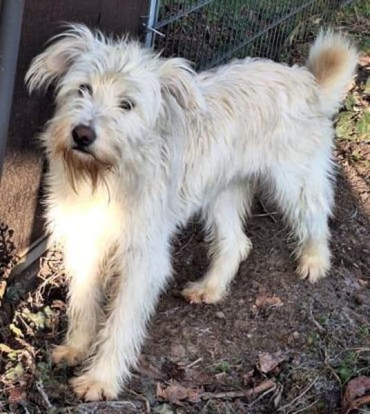 EMMELIE -tolle, menschenbezogene Hündin-