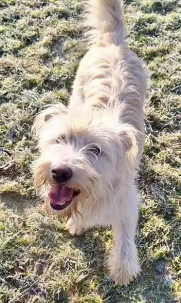 EMMELIE -tolle, menschenbezogene Hündin-