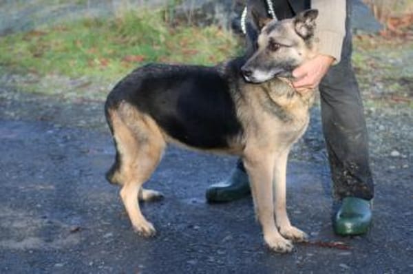 Ojade - kinderlieb u. sehr zutraulich