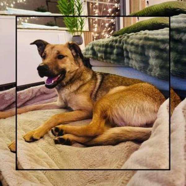 Katzenverträgliche Zaubermaus sucht DICH