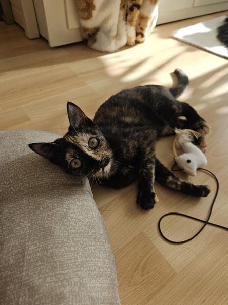 Zuckersüßes Bambi sucht Kuschelplatz