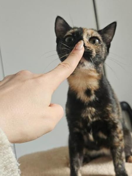 Zuckersüßes Bambi sucht Kuschelplatz