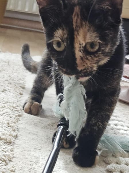 Zuckersüßes Bambi sucht Kuschelplatz