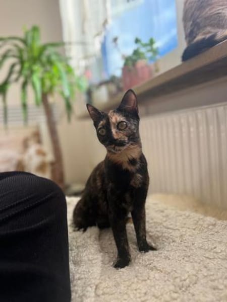 Zuckersüßes Bambi sucht Kuschelplatz