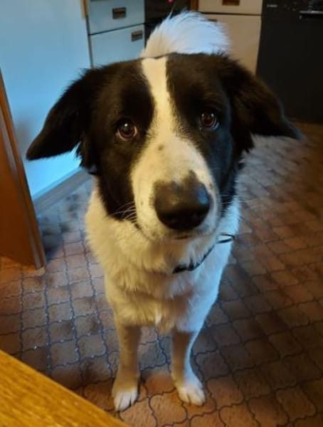 Sweety, geb. ca. 11/2021, 59423 Unna