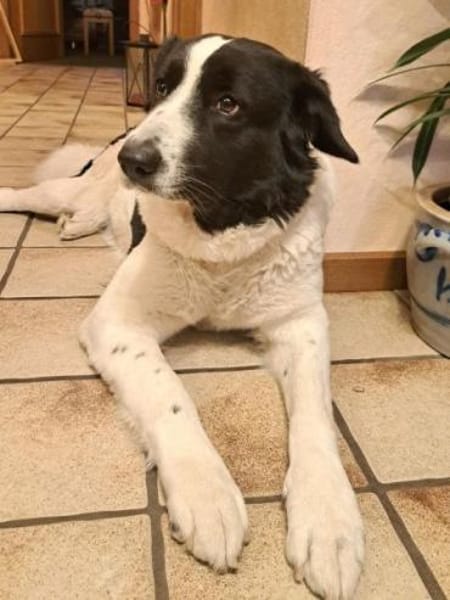 Sweety, geb. ca. 11/2021, 59423 Unna