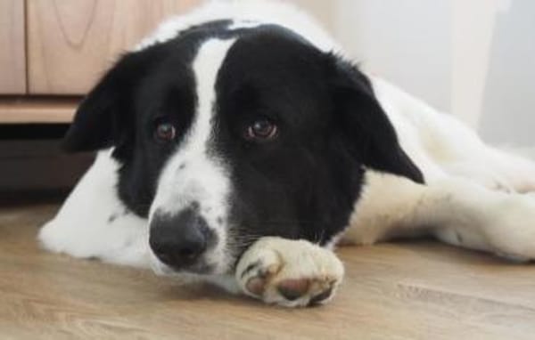 Sweety, geb. ca. 11/2021, 59423 Unna