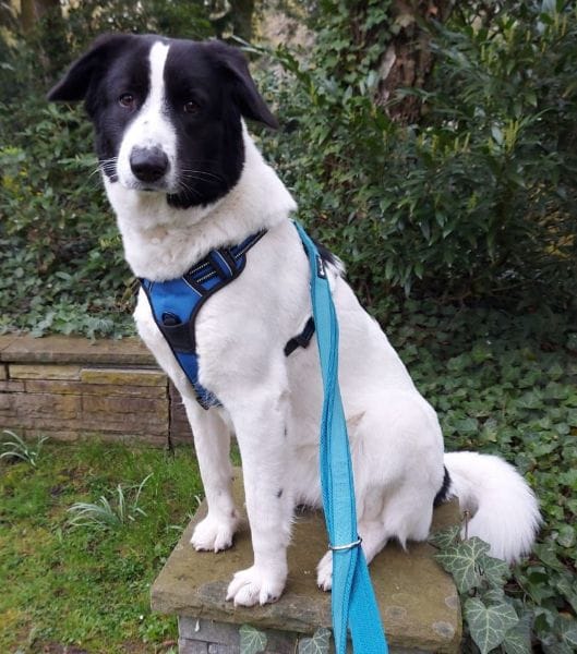 Sweety, geb. ca. 11/2021, 59423 Unna