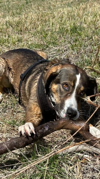 RAYA - geb. ca. 05/2021 - Mischling