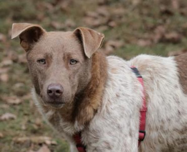 Taavi ist ein treuer Begleithund