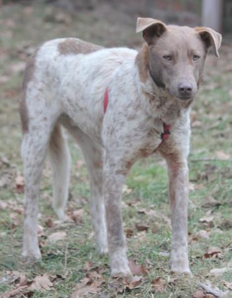 Taavi ist ein treuer Begleithund