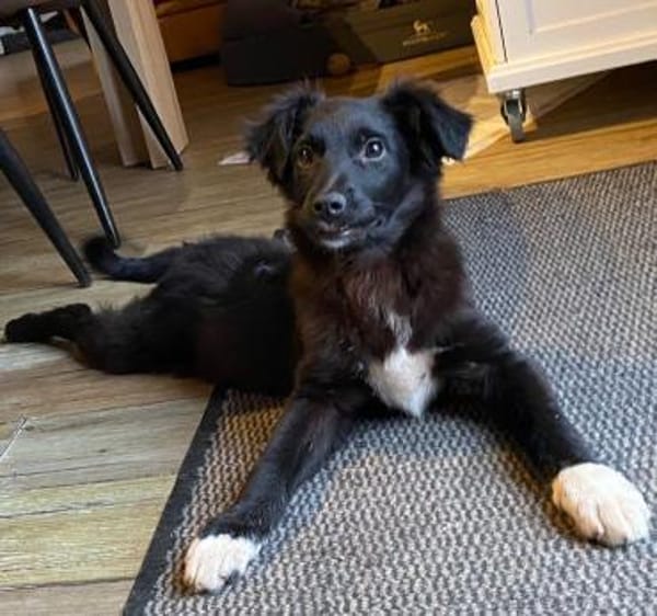 Jaronsucht sein für-immer-Zuhause