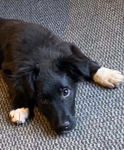 Jaronsucht sein für-immer-Zuhause