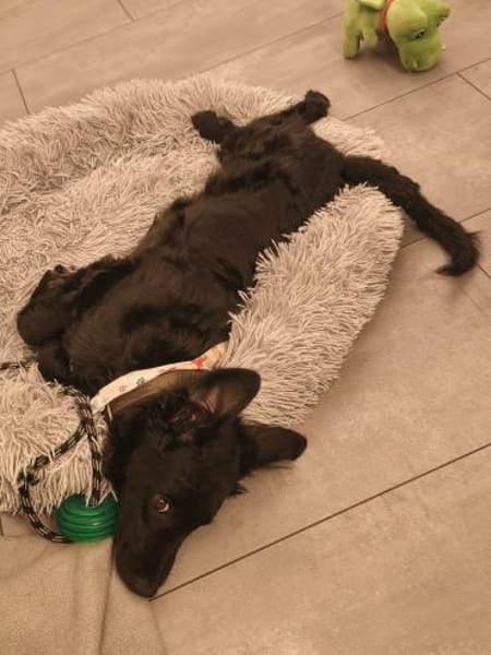 Pudelmix-Mädchen MAiSY😍wartet in Lübeck