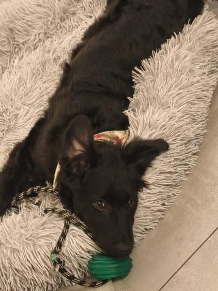 Pudelmix-Mädchen MAiSY😍wartet in Lübeck