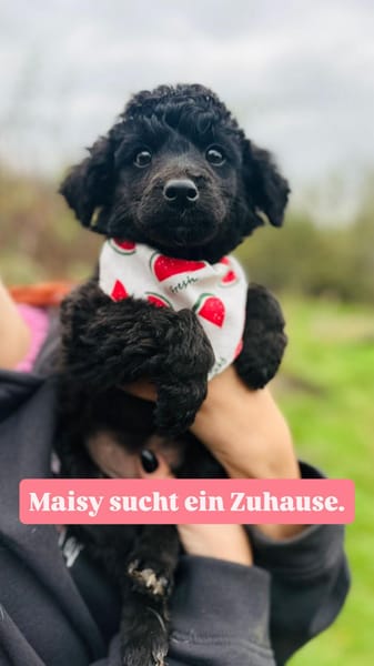 Pudelmix-Mädchen MAiSY😍wartet in Lübeck