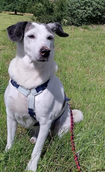 Lillo💙💙💙 Eine liebevolle Seele