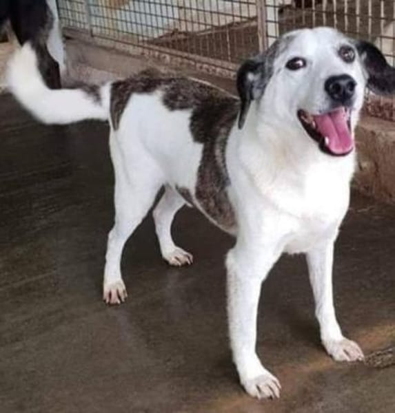 Lillo💙💙💙 Eine liebevolle Seele