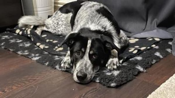 Serano wartet in 49419 Wagenfeld