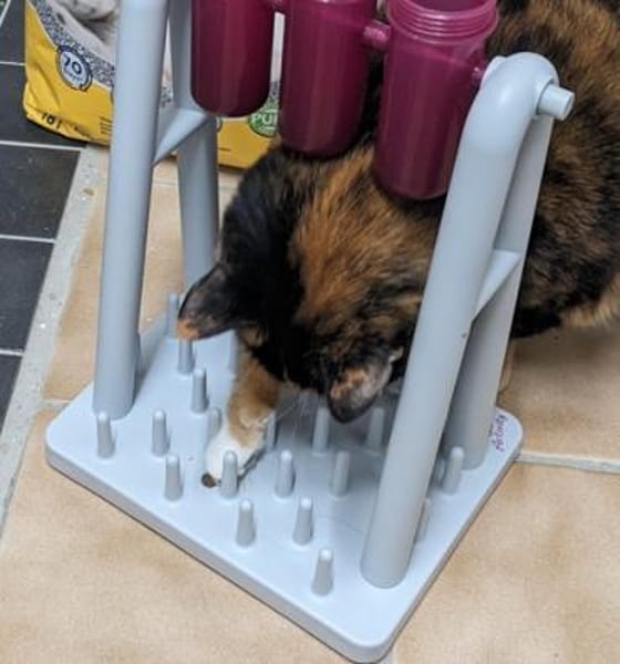 Casseema - eine scheue Schönheit