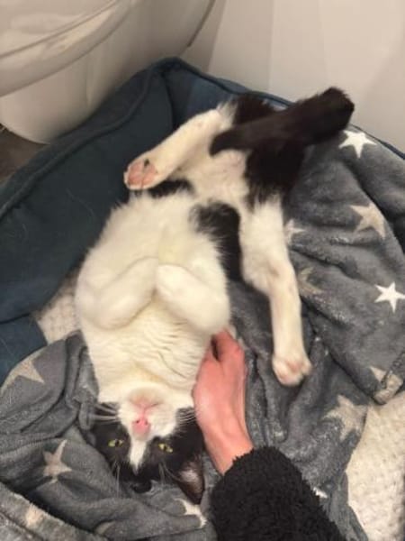 Pino aus dem Tierschutz Kreta