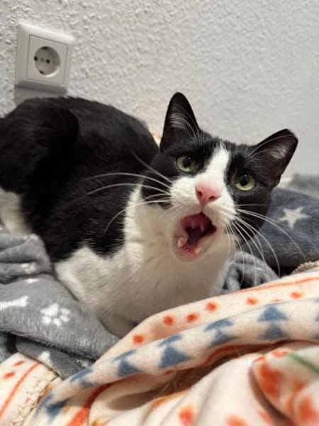 Pino aus dem Tierschutz Kreta