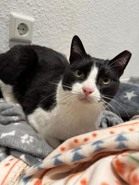 Pino aus dem Tierschutz Kreta