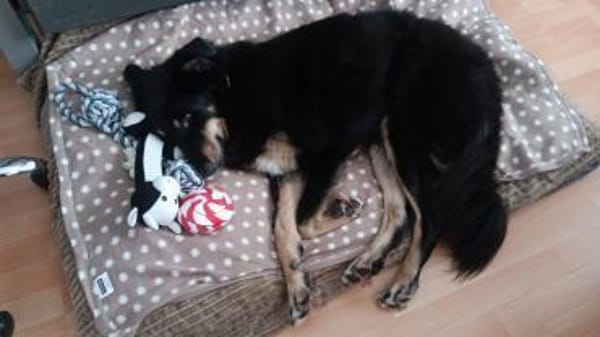 Benny auf Pflegestelle in Dortmund