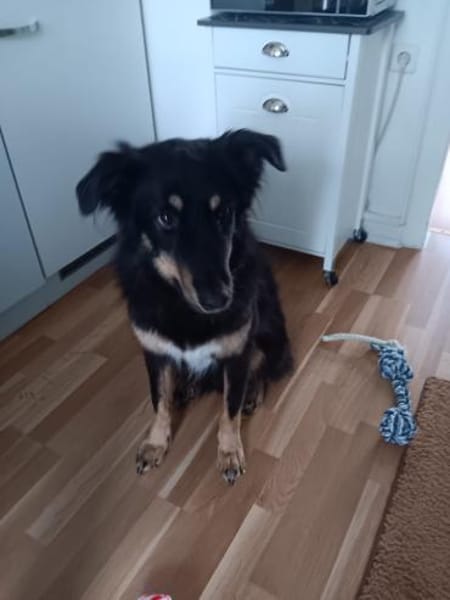 Benny auf Pflegestelle in Dortmund