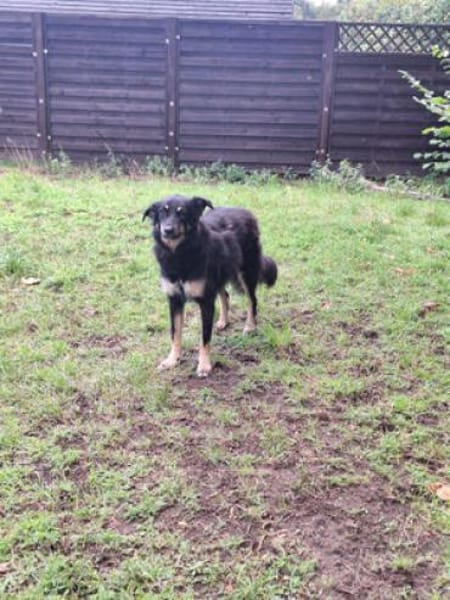 Benny auf Pflegestelle in Dortmund