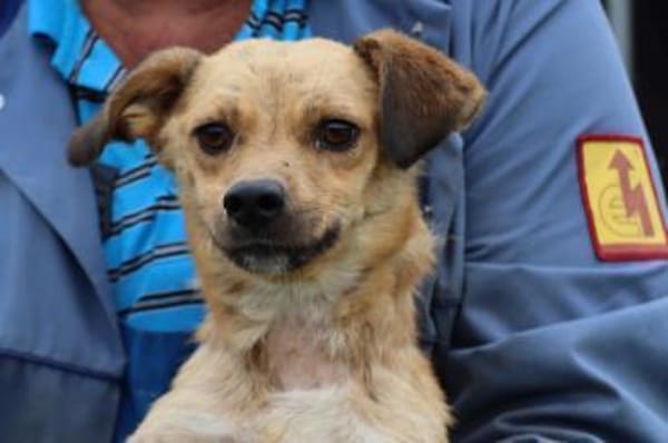 Camaro - kinderlieber Familienhund