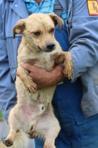 Camaro - kinderlieber Familienhund