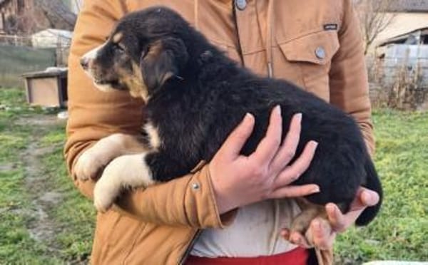 Zuhause gesucht für Bjarne