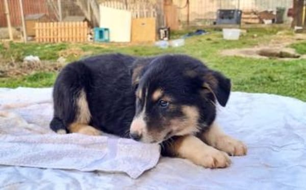 Zuhause gesucht für Bjarne