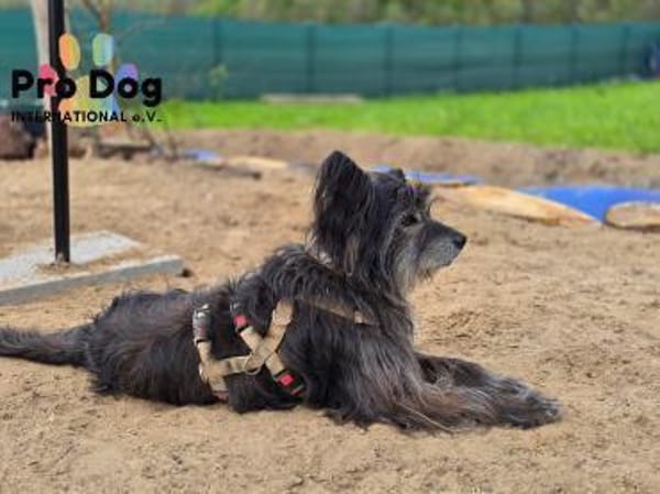 Betty auf Pflegestelle