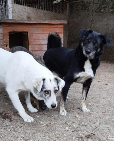 Fossy  53 cm (Pflegestelle)