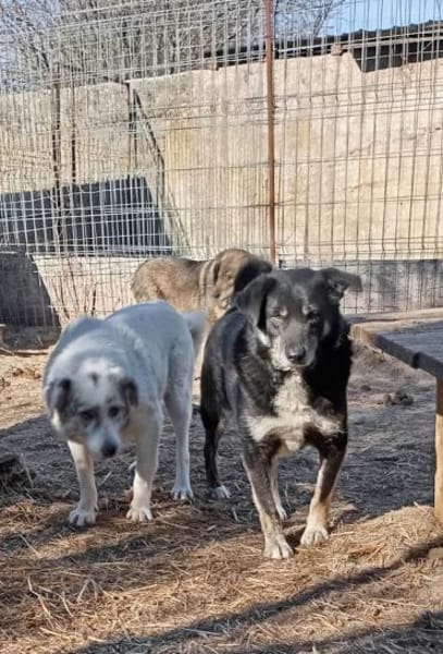 Fossy  53 cm (Pflegestelle)