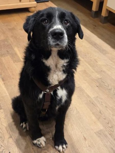 Cody Mischling Rüde Junghund sucht Heim