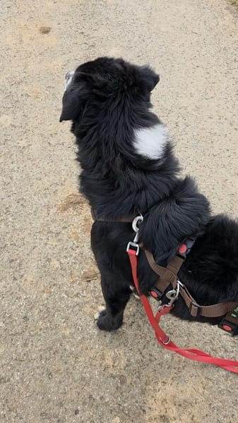 Cody Mischling Rüde Junghund sucht Heim