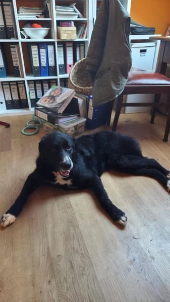 Cody Mischling Rüde Junghund sucht Heim