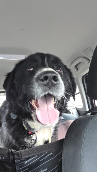 Cody Mischling Rüde Junghund sucht Heim