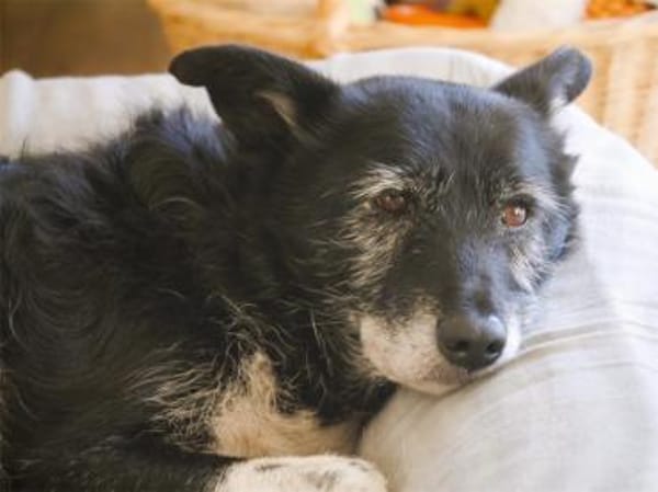 Hedda - wartet in 51588 Nümbrecht