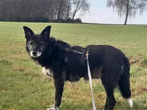 Hedda - wartet in 51588 Nümbrecht