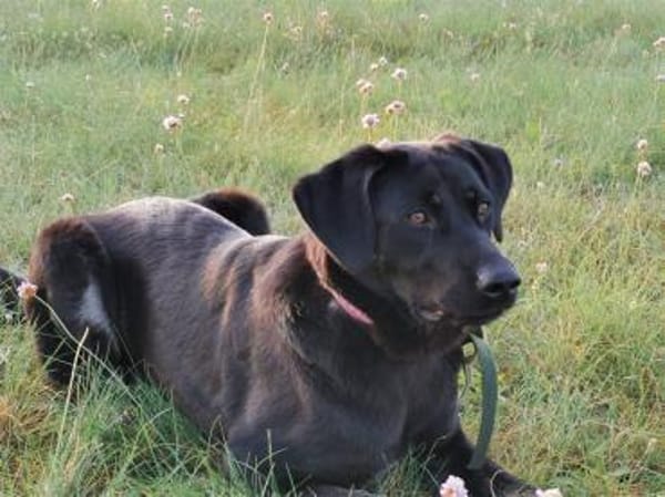 Laila - wartet in 19374 Domsühl