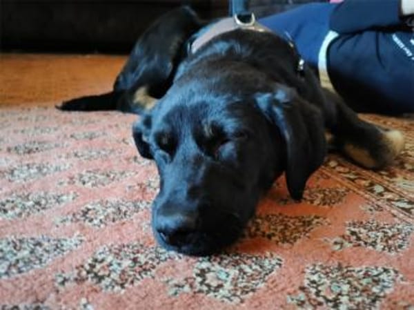 Laila - wartet in 19374 Domsühl