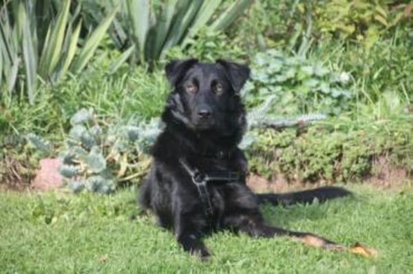 STANISLAUS -perfekter Begleiter-