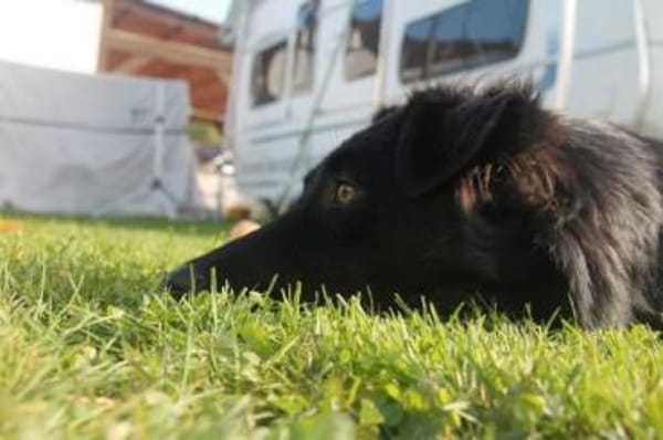 STANISLAUS -perfekter Begleiter-