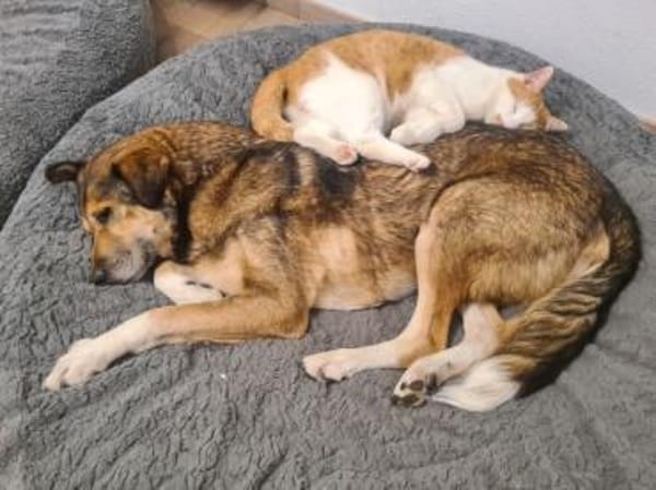 AKAI -verschmuster &verträglicher Senior