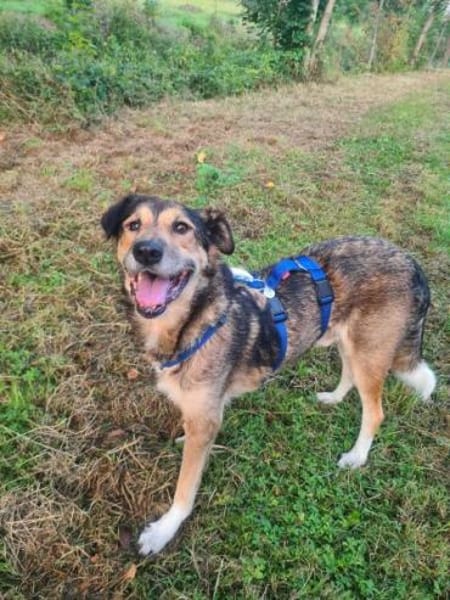 AKAI -verschmuster &verträglicher Senior